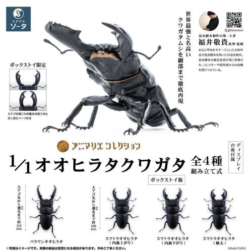 擬真模型 1/1 大扁鍬形蟲 造型收藏 盒玩 全4種 SO-TA